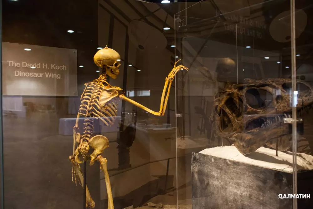 Музей естественной истории Нью-Йорка уберет останки людей из экспозиции