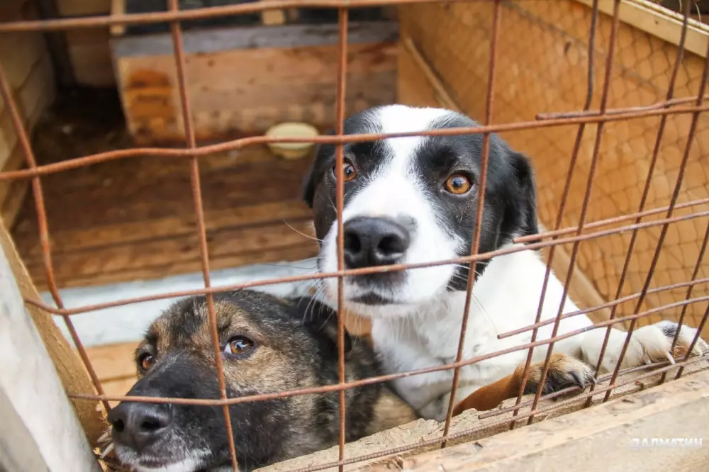 Собак в приютах разрешили убивать, если им не найдут хозяев за 10 дней