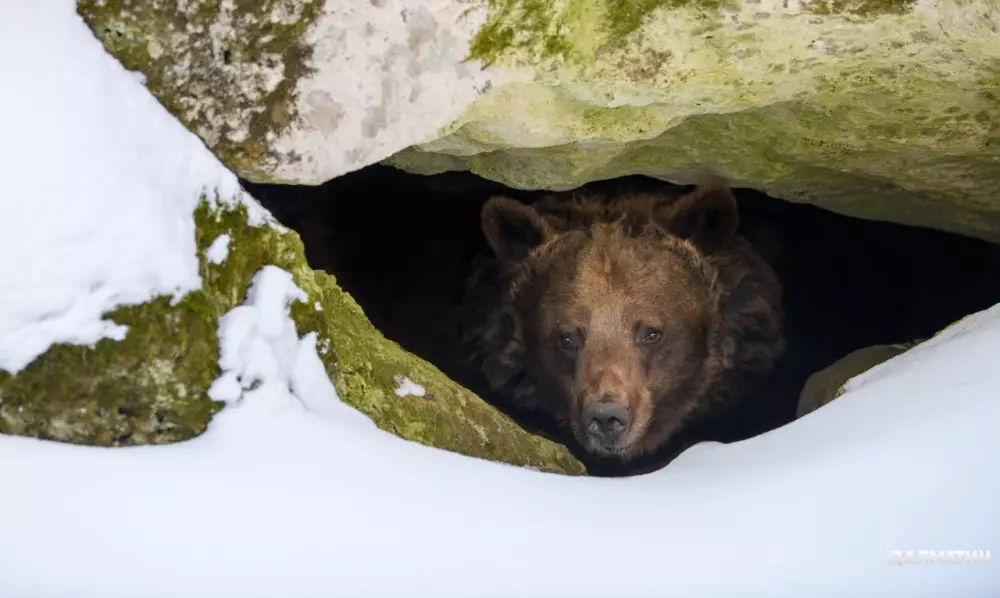 Медведи Приморья не могут уйти в спячку из-за аномального тепла