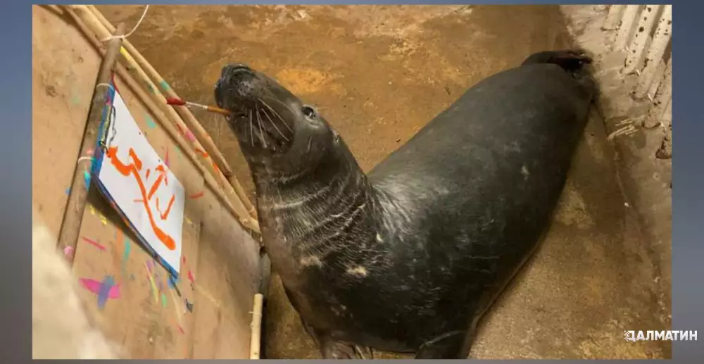 Тюлень в Калининградском зоопарке начал рисовать картины