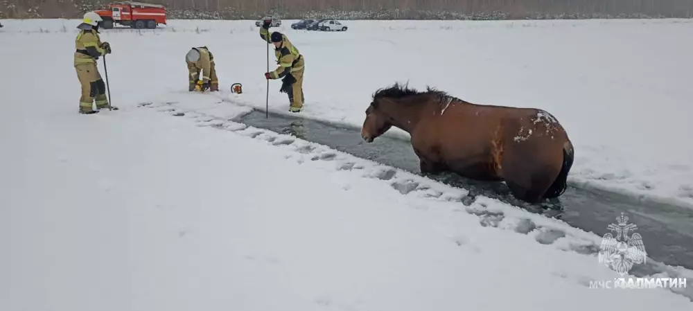 В Челябинской области пожарные спасли провалившихся под лед лошадей