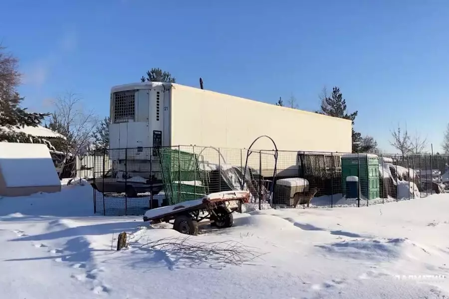 Челябинский дрессировщик держит цирковых львов в железном прицепе без отопления при 40-градусном морозе