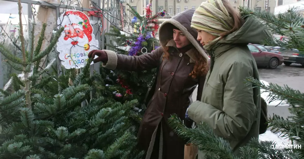 Стоимость живых новогодних ёлок в России выросла почти в два раза