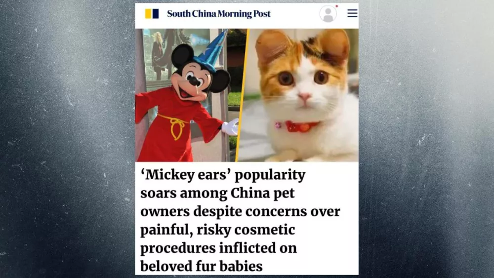 В Китае стала популярной операция по изменению формы ушей у животных