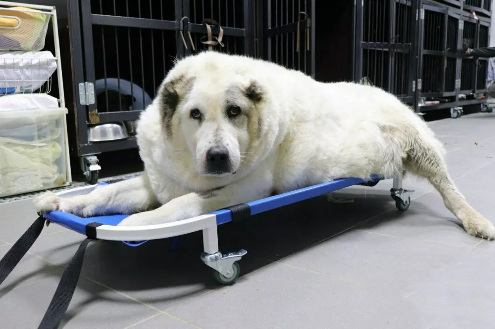 Весивший 100 килограмм пёс Кругетс из Нижнего Новгорода похудел более чем на 35 килограмм
