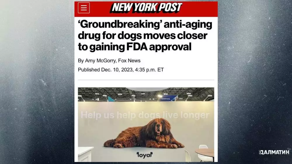 Препарат замедления старения крупных собак готовы одобрить в США