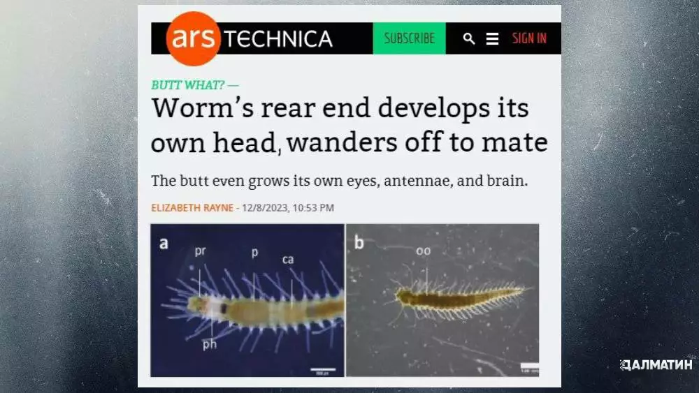 У червяка на заднице вырастает отдельная голова с собственным мозгом, которая отрывается и уплывает размножаться