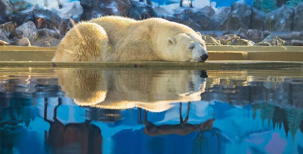 Год назад сотрудники красноярского парка флоры и фауны «Роев ручей» спасли белую медведицу