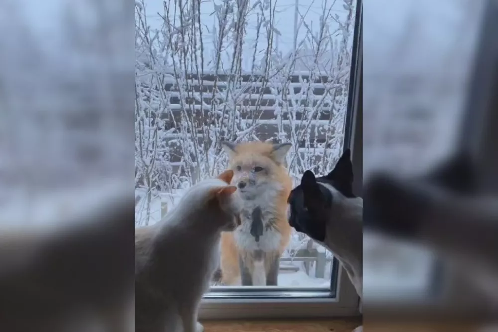 К женщине из Якутии почти месяц приходит лисица, скребется в окно и требует ее покормить