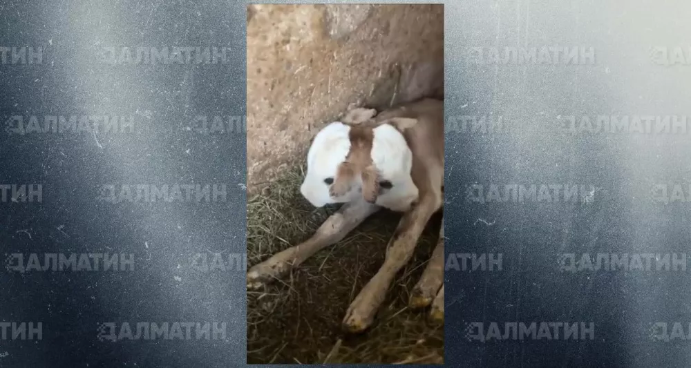 СМИ публикуют фейковую новость о двуглавом теленке, якобы родившемся в Грузии
