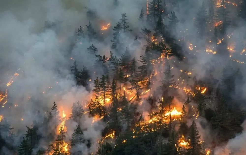 Сторонник теории заговора о поджоге лесов правительством сам же 14 раз поджигал лес в Канаде