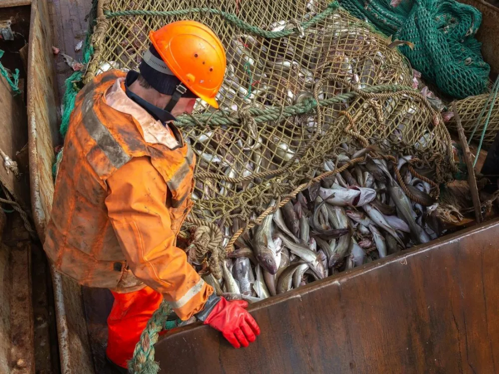 У российских рыбаков в 2023 году — лучший улов за тридцать лет: изменятся ли цены?