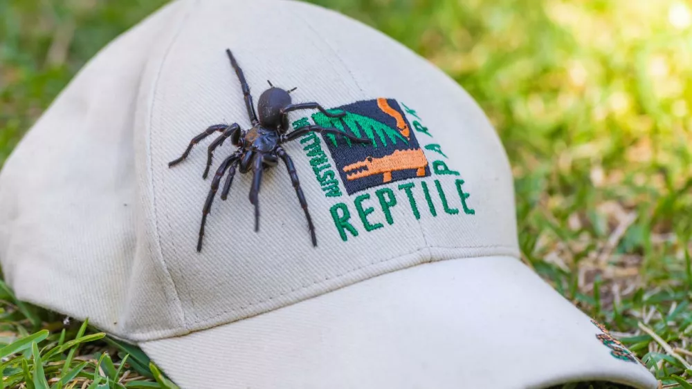 В Австралии был обнаружен самец самого ядовитого паука в мире