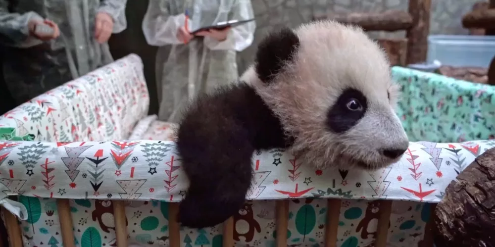 Выбор имени сделан! Малышку-панду из Московского зоопарка назвали Катюшей