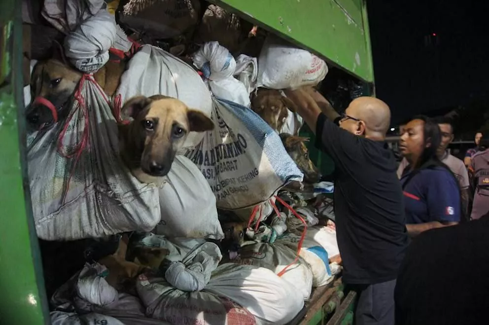 В Индонезии полиция остановила грузовик с 226 собаками, которых везли на скотобойню