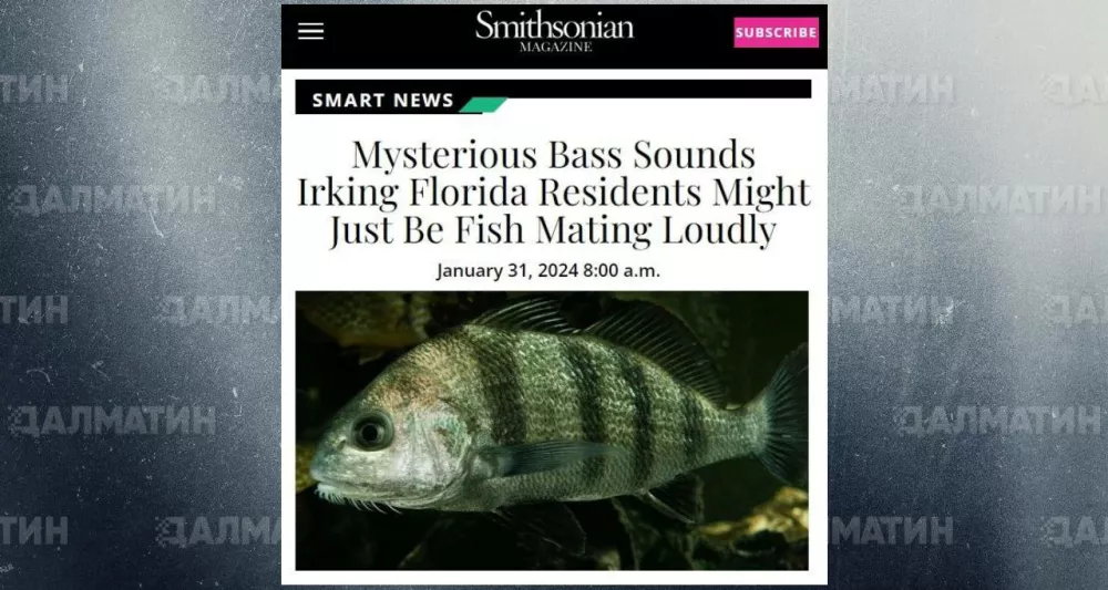 Мистический низкий гул, действующий на нервы жителям Флориды по ночам – это звуки трахающихся рыбок