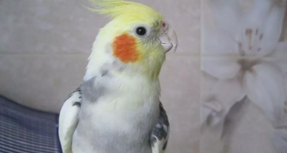 Мужик разорвал на части попугая своей дочери за то, что она не назвала его в честь его родины