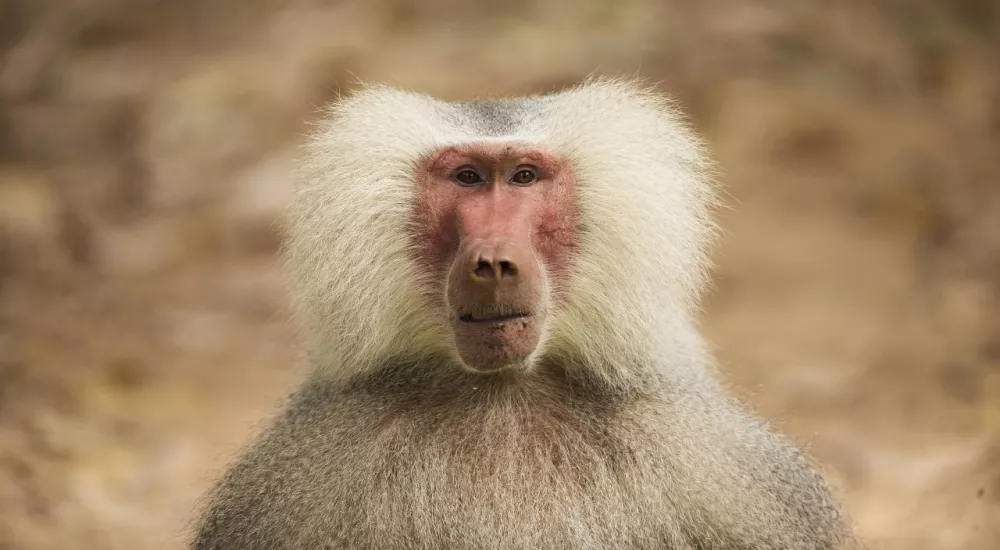 В немецком зоопарке уничтожат чрезмерно расплодившихся обезьян павианов