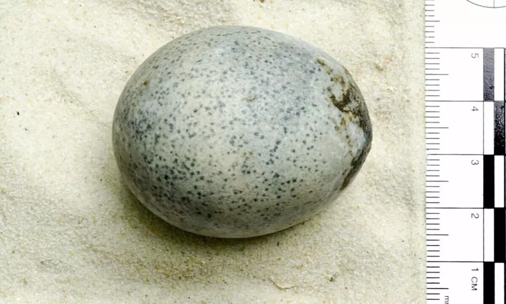 В Великобритании было обнаружено яйцо, снесенное курицей в IV веке нашей эры