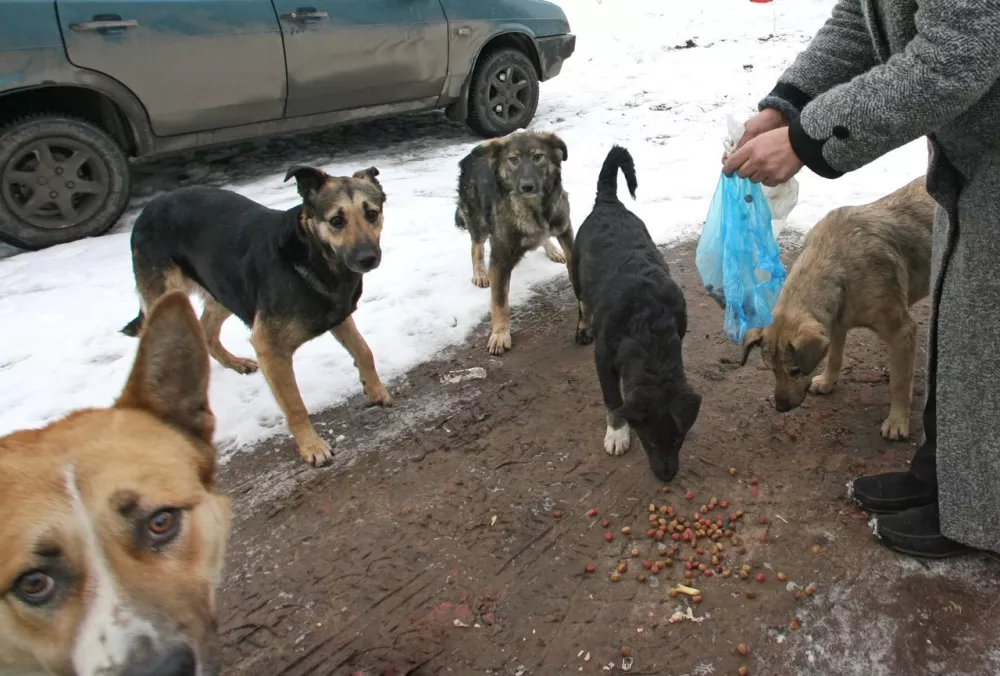 Власти Астраханской области планируют ввести наказание за кормление бездомных животных
