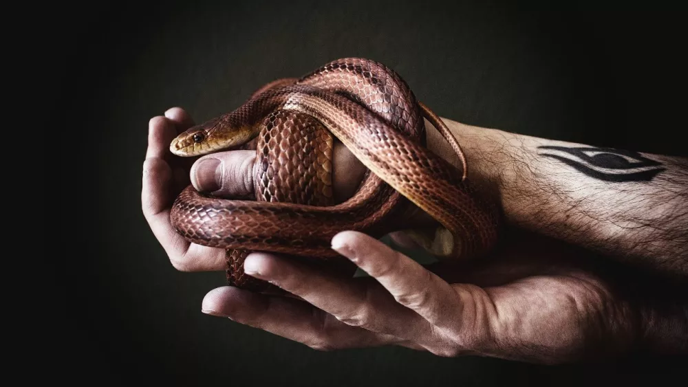 Женщина натравила на мужа ядовитую змею после ссоры