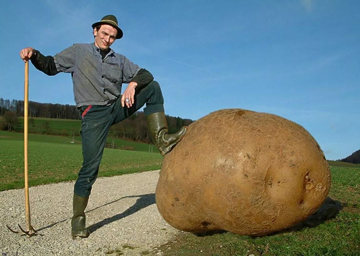 У жителя Подмосковья нашли целую картофелину в прямой кишке