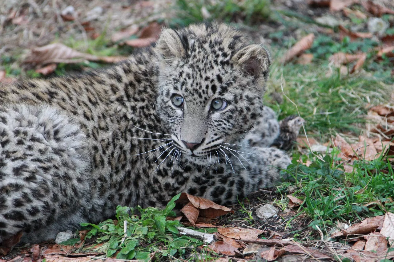 В Сочи показали подросшего семимесячного котенка от пары леопардов Шивы и Филоу