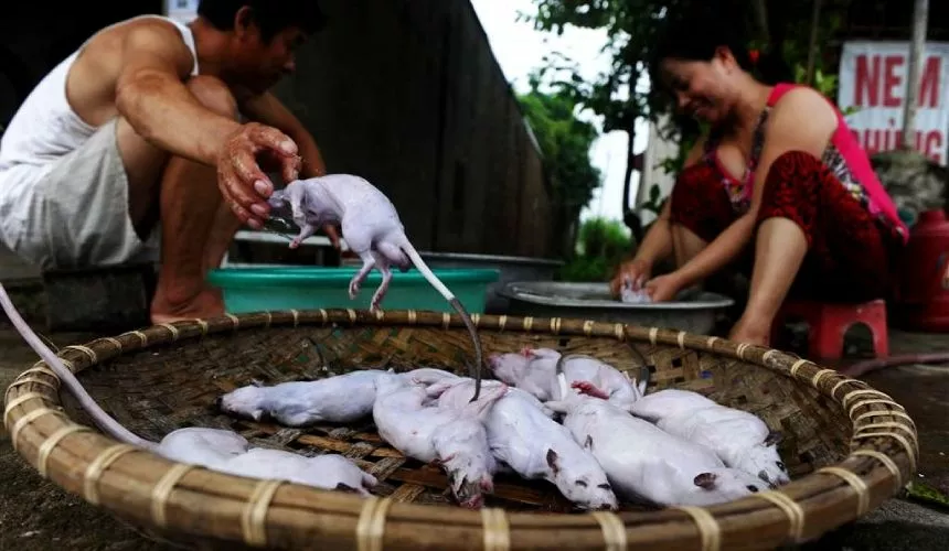 Мясо крыс в Азии в 2023 году подорожало сильнее других видов мяса
