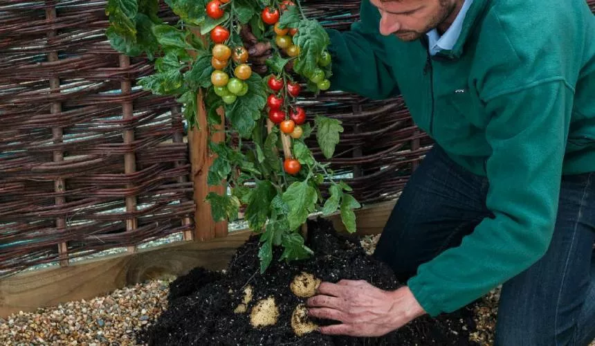 Существует растение под названием «помидофель» — это гибрид картофеля и томата