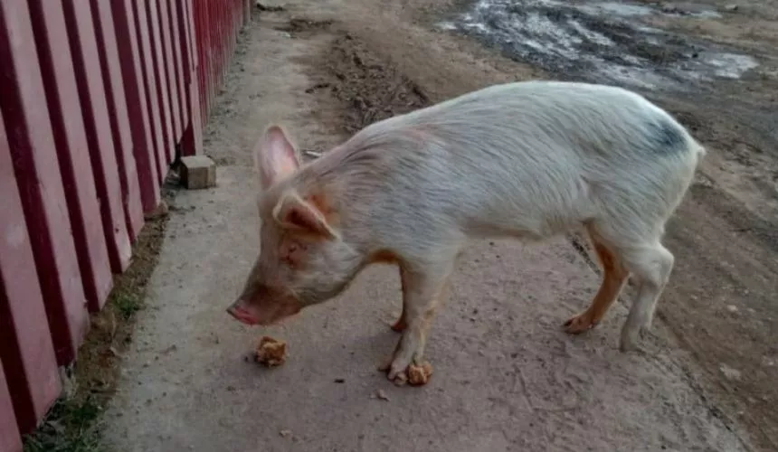 Свинья стала вожаком собачьей стаи в Астрахани