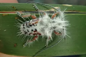Новый вид насекомых открыли в в Австралии