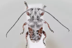 Новый вид насекомых открыли в Австралия