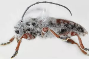 Новый вид насекомых открыли в Австралии..