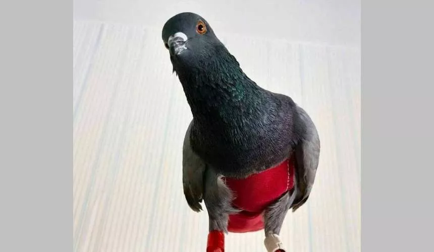 В Омске хозяин разыскивает домашнего голубя в красных штанах