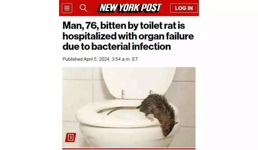 «76-летнего жителя укусила канализационная крыса, когда он справлял нужду у себя дома в туалете