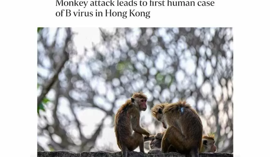 В Гонконге обезьяна укусила мужчину и заразила его редким вирусом «обезьяньего герпеса»