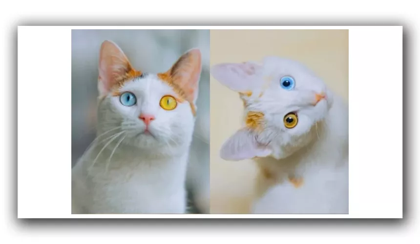 Кошки с разноцветными глазами, или гетерохромия, вызывают восхищение