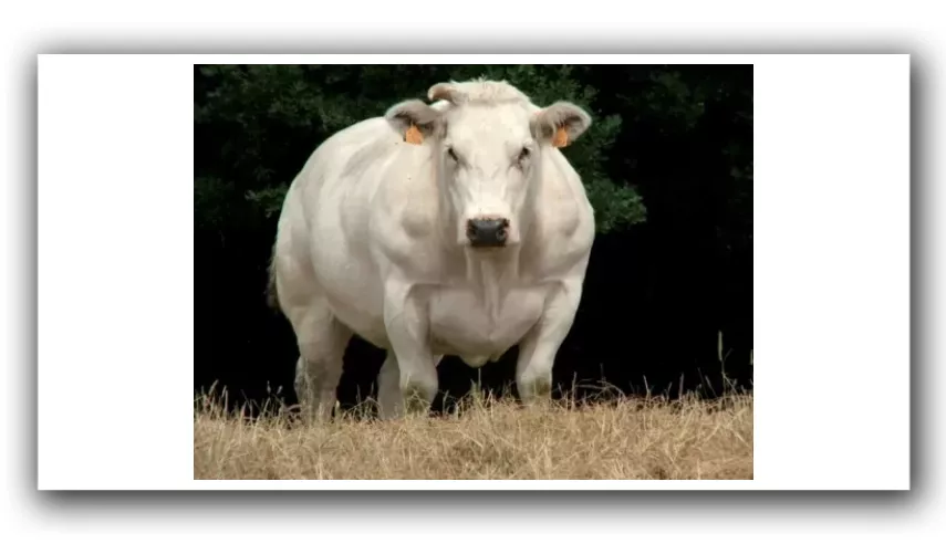 Мускулатура бельгийских коров особенно развита в плечах и задней части тела
