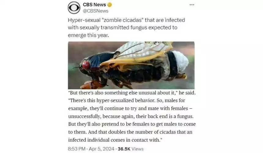 В США вот-вот вылупятся пораженные грибком сексуально озабоченные зомби-цикады