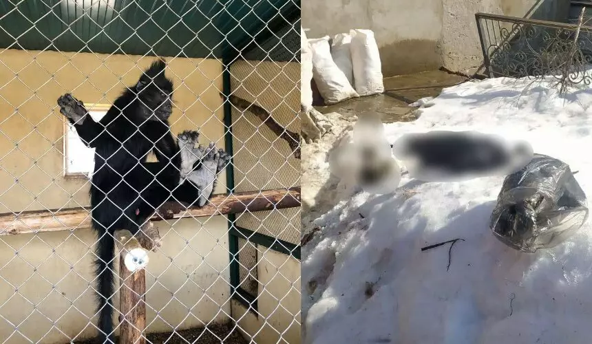 Мертвых обезьяну и двух аистов нашли в частном зоопарке в Новой Москве